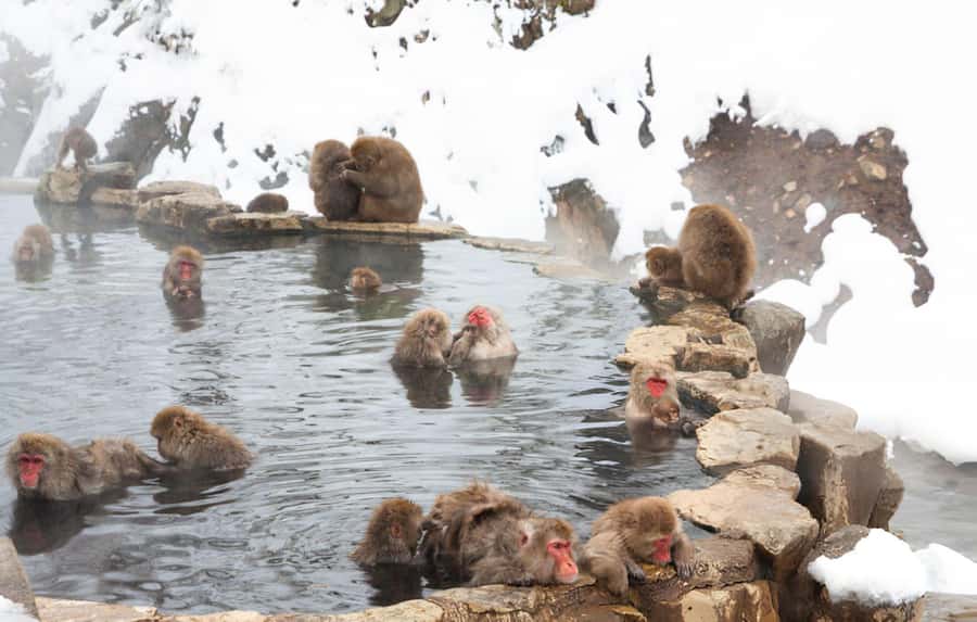 Tokyo: Snow Monkey Park & Nagano Highlights Private Trip - Who Should Consider This Tour?
