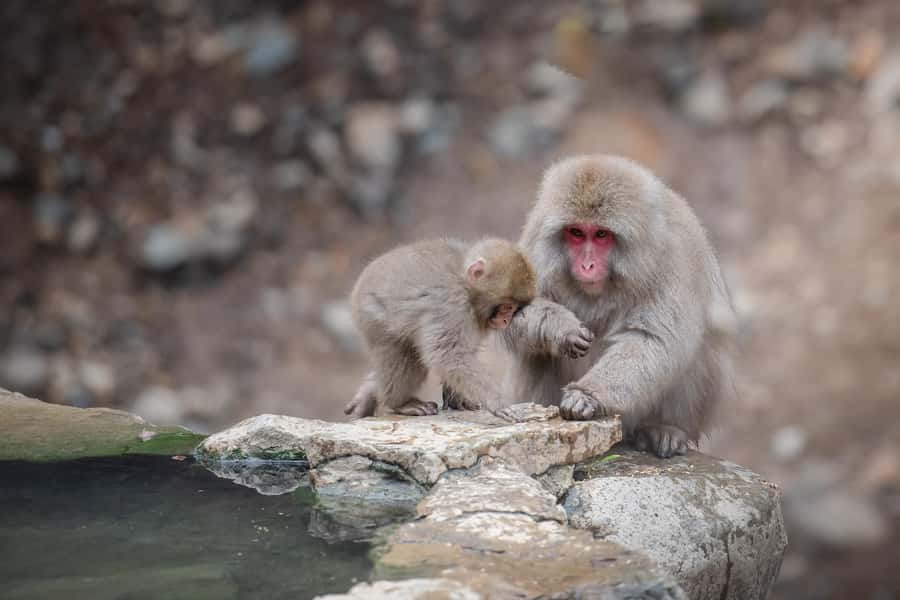 Tokyo: Snow Monkey Park & Nagano Highlights Private Trip - Final Thoughts
