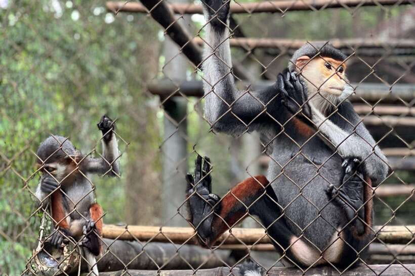 Cuc Phuong -Van Long Day Trip From Hanoi With Lunch/Transfer - Diving Into Each Stop: Why It Matters