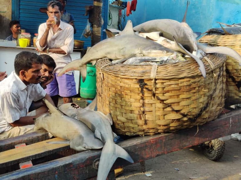 Mumbai Coastal Cooking: From Fishing Net to Flavourful Plate - What Makes This Tour Stand Out?