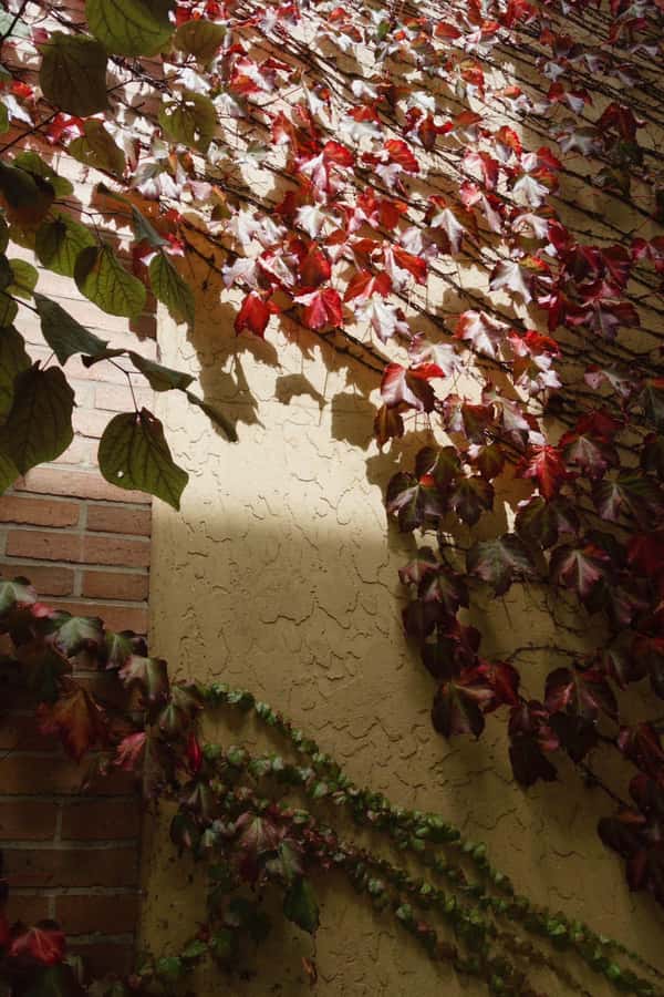 Yering Winery, LV Chandon Winery, Puffing Billy Steam Train - Practical Details and Value