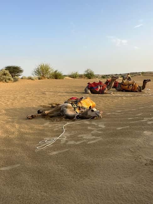 Jaisalmer: Sam Sand Dunes Sunset Tour with Camel Ride - The Optional Rajasthani Dinner & Cultural Show