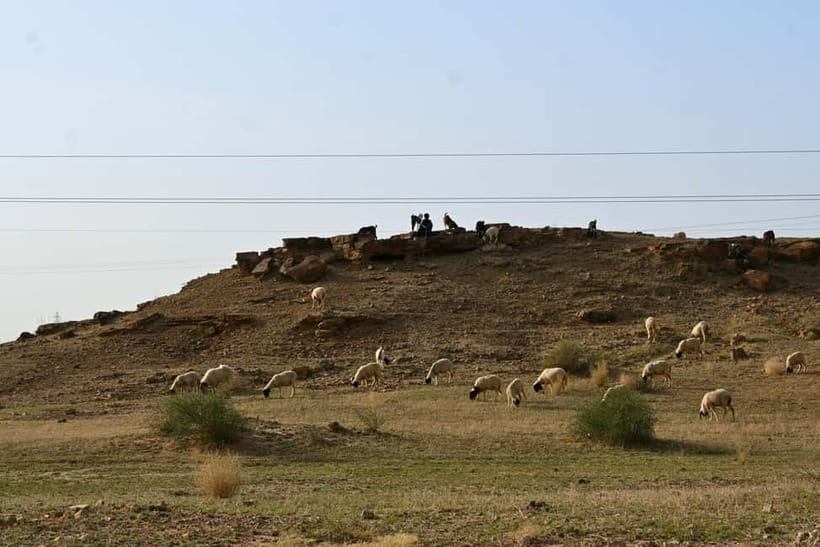 Jaisalmer: Sam Sand Dunes Sunset Tour with Camel Ride - Good To Know