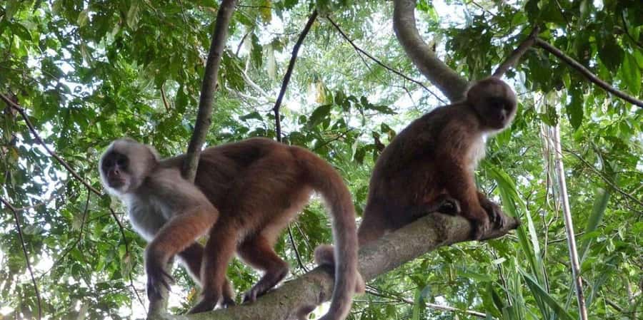 Tambopata Jungle | Lake Sandoval + Monkey Island 4D/3N - Key Points