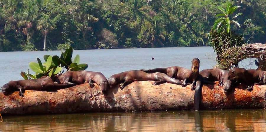 Tambopata Jungle | Lake Sandoval + Monkey Island 4D/3N - Who Will Love This Tour?