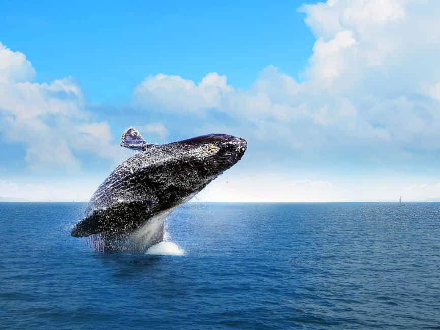 Punta Cana: Excursión a Samaná, Cayo Levantado y El Limón - A Detailed Look at the Tour Experience