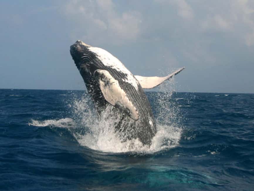 Punta Cana: Excursión a Samaná, Cayo Levantado y El Limón - What to Consider Before Booking