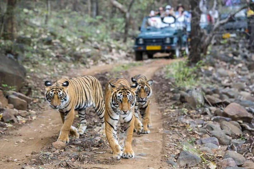 Ranthambhore: Ranthambhore Tiger Reserve Booking - The Value of This Experience