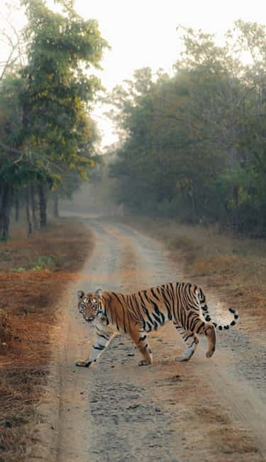 Ranthambhore: Ranthambhore Tiger Reserve Booking - Good To Know