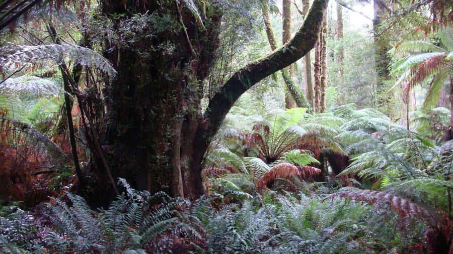 Full Day Great Ocean Road Private Guided Tour - Detailed Breakdown of the Itinerary