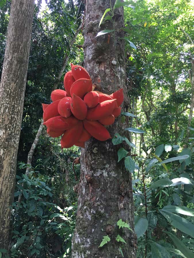 Sandakan: Orangutan and Proboscis Monkey Tour - An In-Depth Look at the Sandakan Wildlife & Heritage Tour