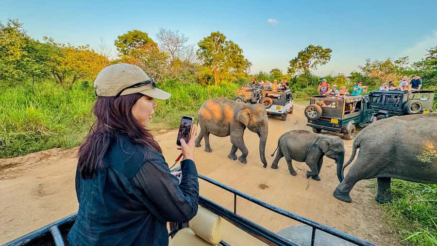 Sigiriya: Lion Rock Hike & Minneriya Safari Day Tour - Transition to Wildlife: Minneriya National Park Safari