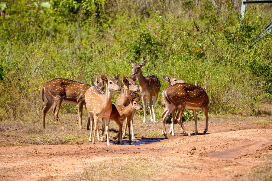 Sigiriya: Lion Rock Hike & Minneriya Safari Day Tour - The Sum Up