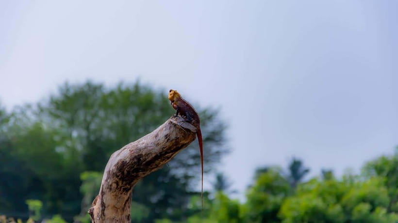 Sri Lanka: 3-Day Nature Tour with Rainforest, Safari - Final Thoughts