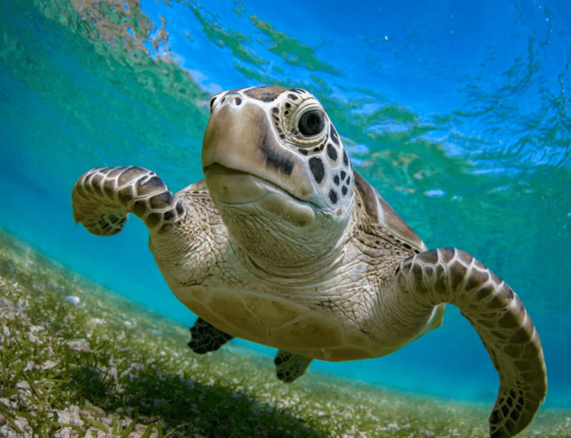 Bohol: Panglao Island Hopping & Dolphin Watching Tour - The Realistic Side: Pros and Cons