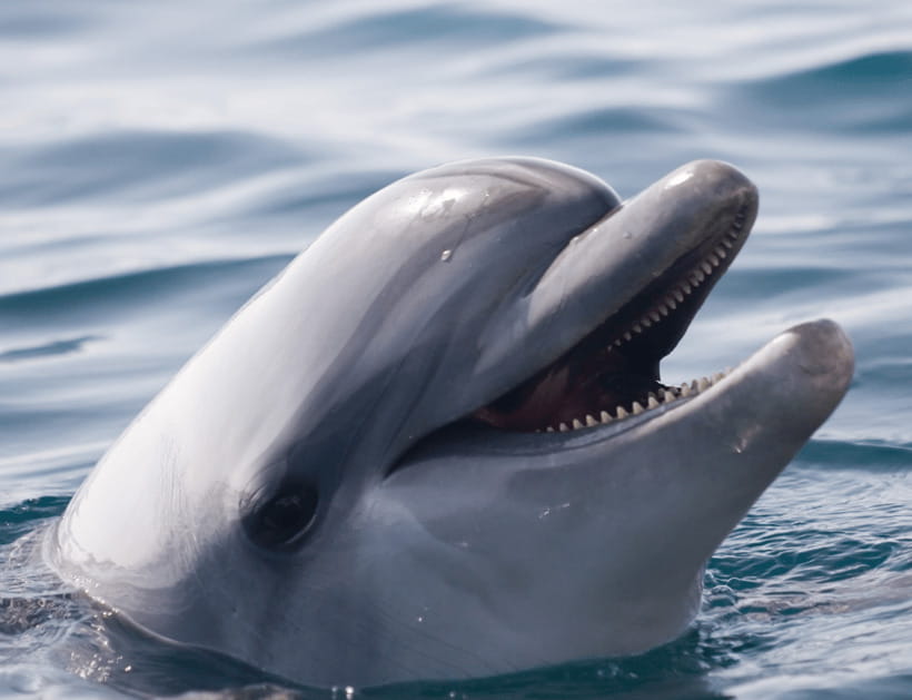 Bohol: Panglao Island Hopping & Dolphin Watching Tour - What to Expect from the Tour