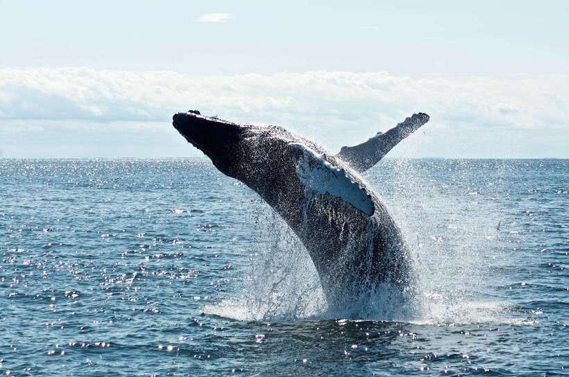 From Galle: Mirissa morning whale watching tour - Who Is This Tour Ideal For?