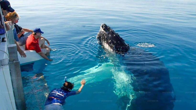 From Galle: Mirissa morning whale watching tour - An In-Depth Look at the Mirissa Whale Watching Tour