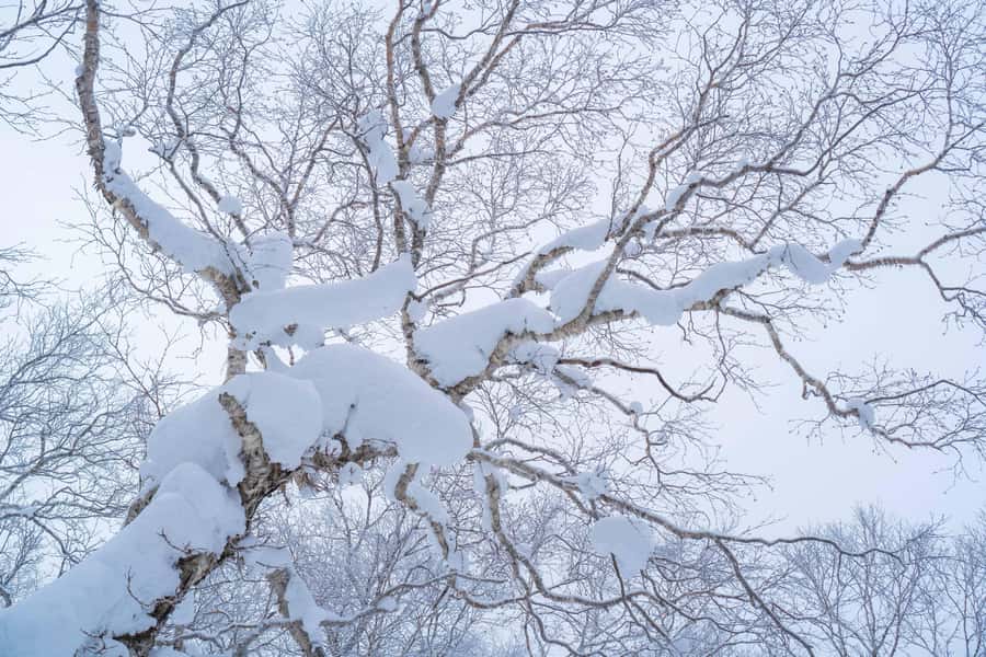 Orofure Pass Half-day Snowshoeing Tour - Additional Details That Matter