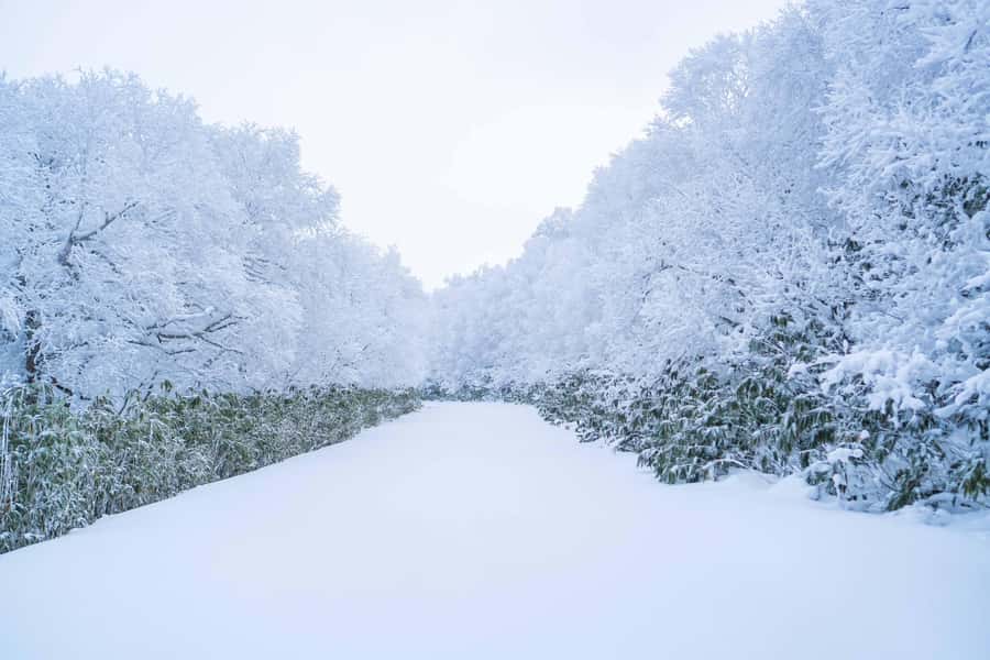 Orofure Pass Half-day Snowshoeing Tour - Frequently Asked Questions