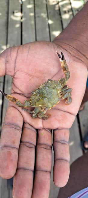 Buccoo Reef and Nylon Pool Adventure - A Deep Dive into the Buccoo Reef and Nylon Pool Tour