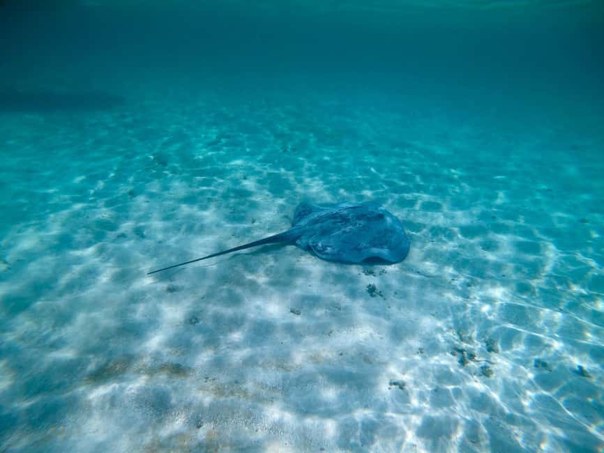 Buccoo Reef and Nylon Pool Adventure - FAQ