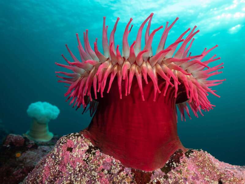 Vancouver: Discover the Best SCUBAdiving Sites by Boat - Exploring the Howe Sound: A Dive into Nature and History