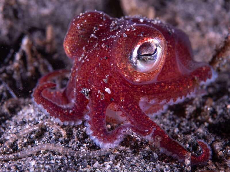 Vancouver: Discover the Best SCUBAdiving Sites by Boat - FAQs