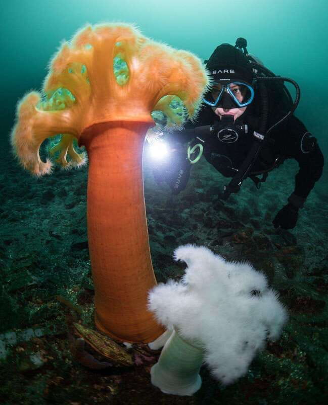 Vancouver: Discover the Best SCUBAdiving Sites by Boat - Final thoughts