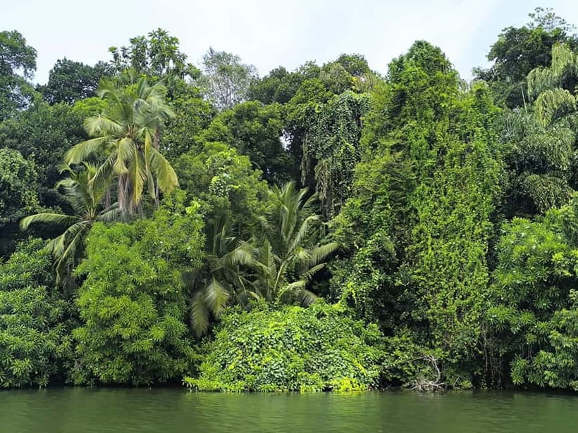 From Galle: Madu River Safari & Turtle Hatchery Visit - Final Thoughts  