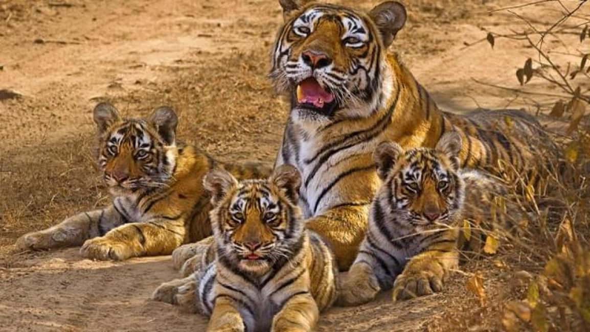 Explore Khajuraho & Panna: 3-Day Delhi Train Safari Trip - Day 2: More Temples and Wildlife Safari at Panna