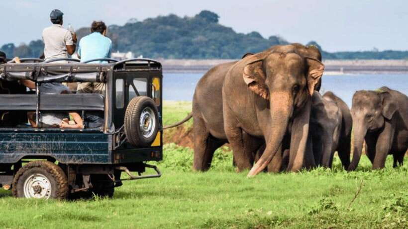 Galle/Hikkaduwa/Bentota/Kosgoda: Yala National Park Safari - The Sum Up