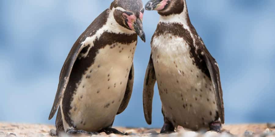 From Lima: Paracas and Huacachina Oasis Full Day Guided Tour - FAQ