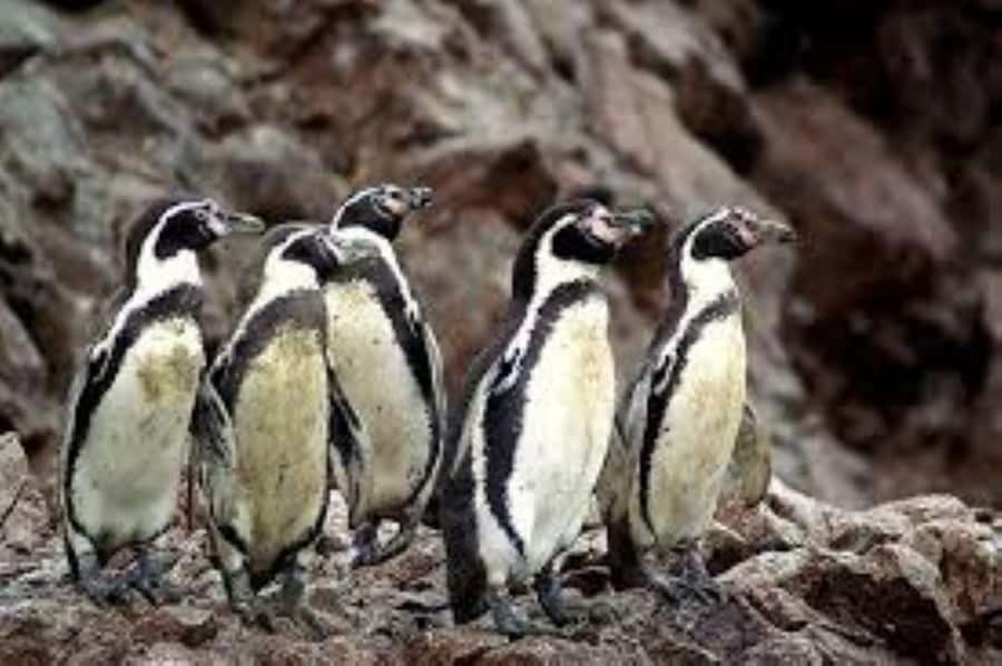 From Ica: Ballestas Islands + Paracas National Reserve - Final Thoughts: Who Will Love This Tour?