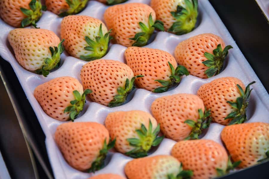 Tokyo : Tsukiji Fish Market Food Walking & Shrine Visit Tour - Key Points