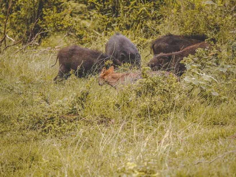 From Galle/Hikkaduwa/Bentota: Udawalawe Safari Tour. - The Main Attraction: Elephant Viewing