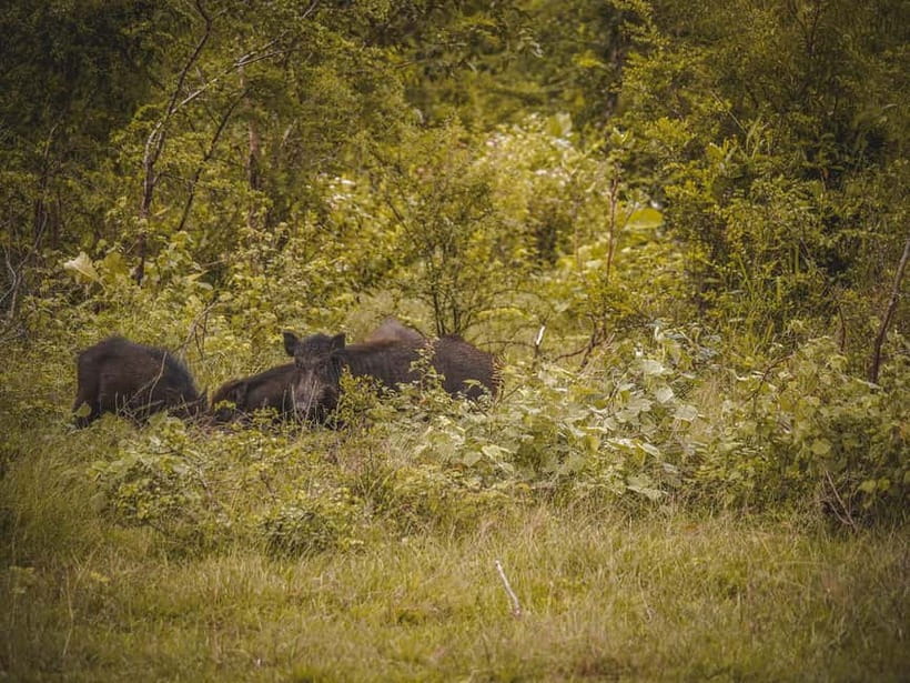 From Galle/Hikkaduwa/Bentota: Udawalawe Safari Tour. - Who Would Love This Tour?