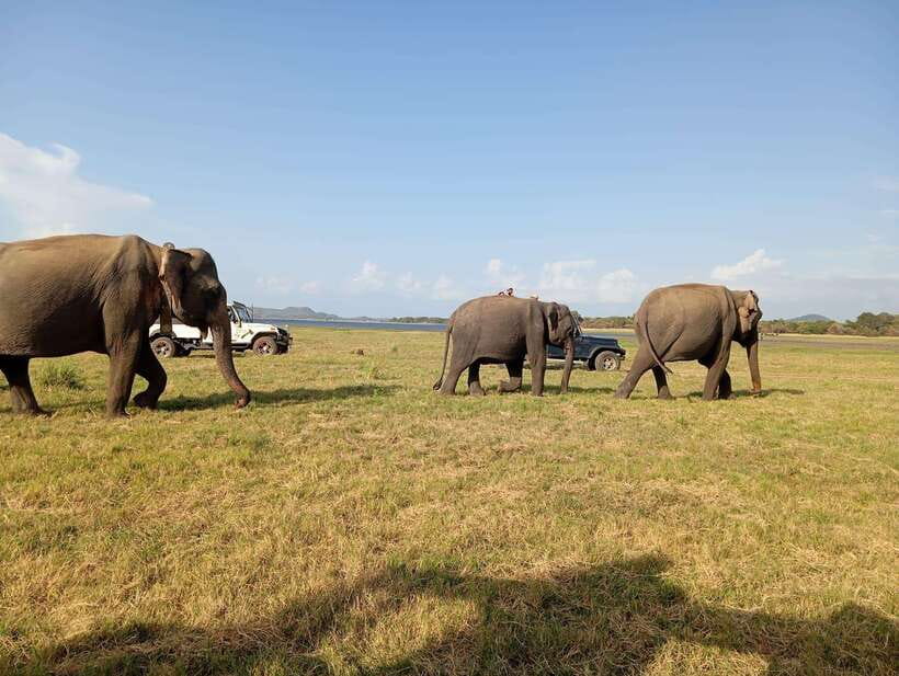 Minneriya National Park: Private Safari with Hotel Pick-up - Minneriya National Park: Private Safari with Hotel Pick-up