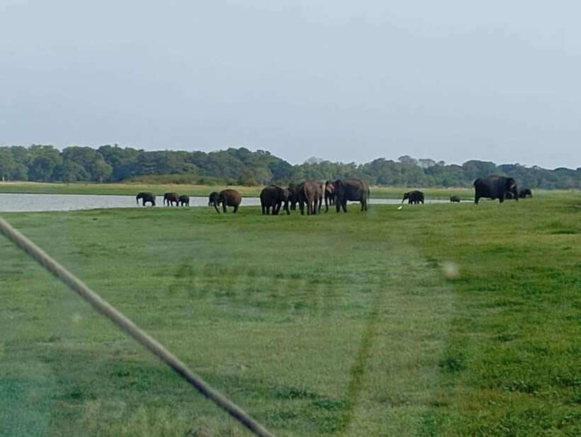 Minneriya National Park: Private Safari with Hotel Pick-up - FAQs