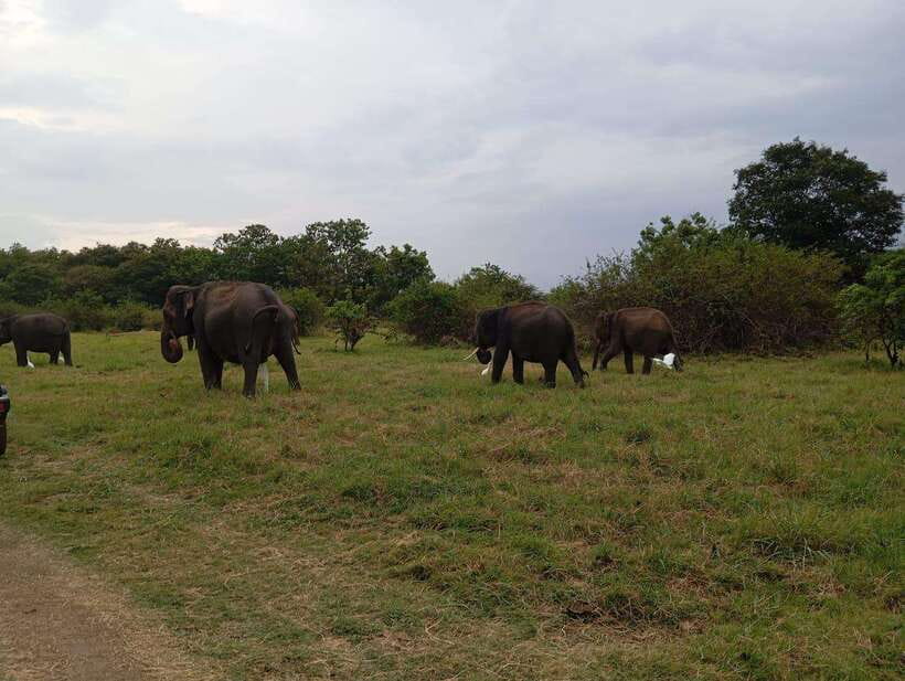 Minneriya National Park: Private Safari with Hotel Pick-up - The Sum Up
