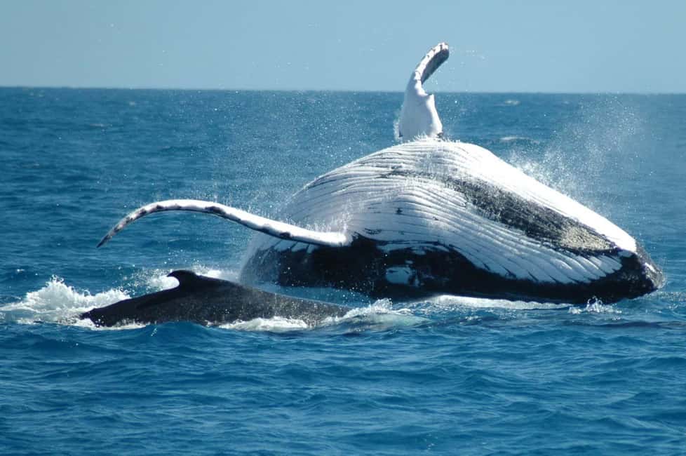 From Punta Cana: Sanctuary Whale Watching Day Trip - Key Points