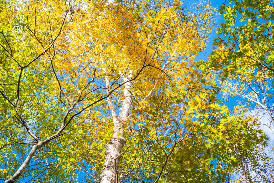 Lake Tachibana: Hike to a hidden lake! - The Sum Up