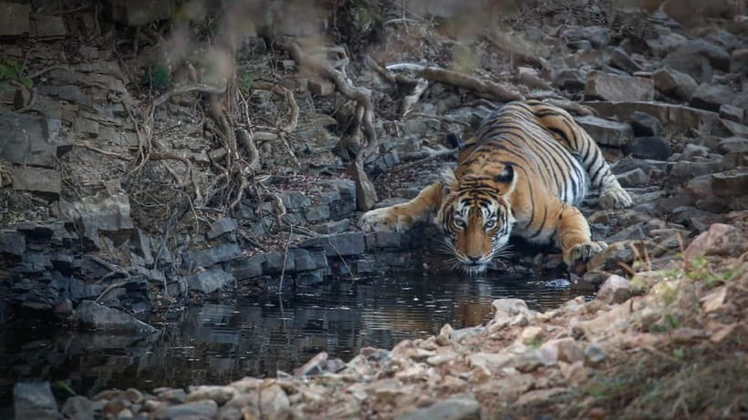 Ranthambore: Shared Tiger Safari in Canter or Gypsy - Key Points