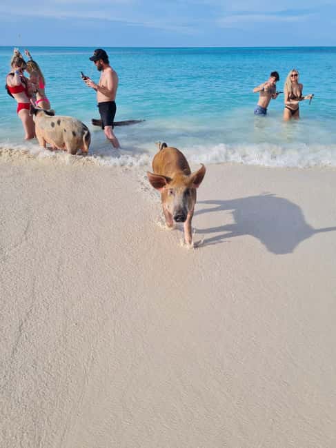 Nassau ATV & Swimming Pigs Tour - Exploring Nassau in a Nutshell: What to Expect