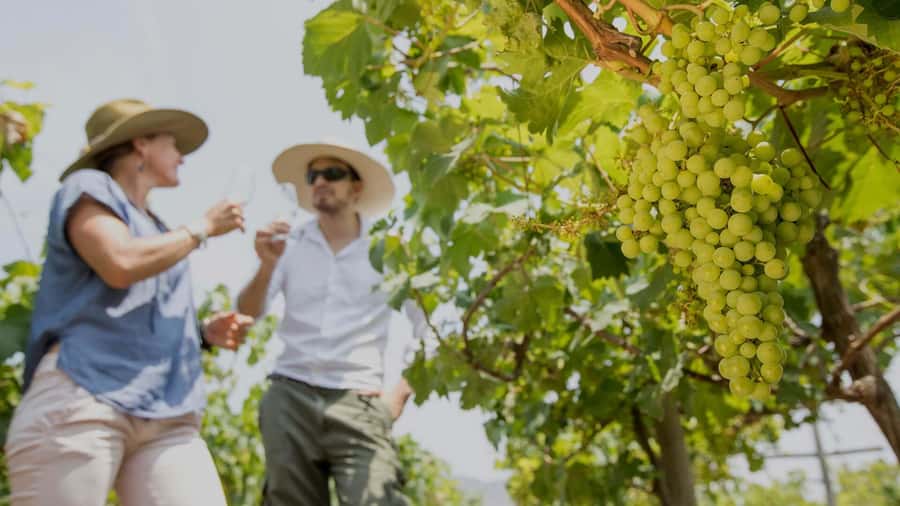 From Ica: Excursion to Wineries - Along the Pisco Route - Key Points