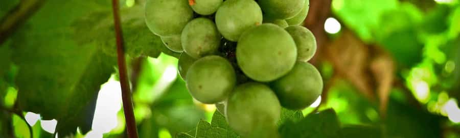 From Ica: Excursion to Wineries - Along the Pisco Route - FAQs