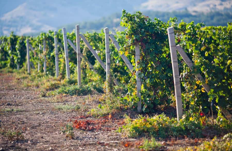 From Ica: Excursion to Wineries - Along the Pisco Route - The Sum Up