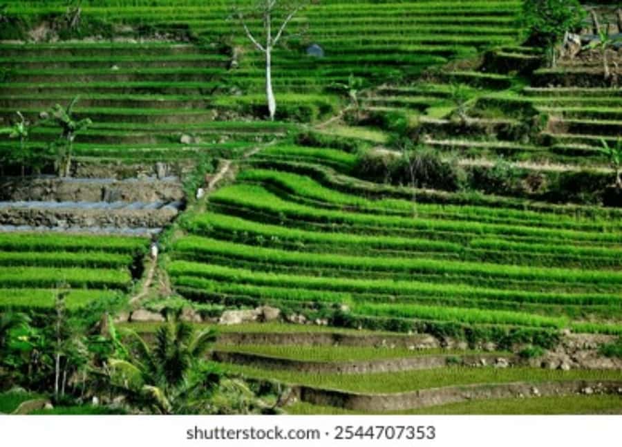 YOGYAKARTA;NEPAL VAN JAVA & SELOGRIYO TEMPLE TERRACED FIELDS - Frequently Asked Questions