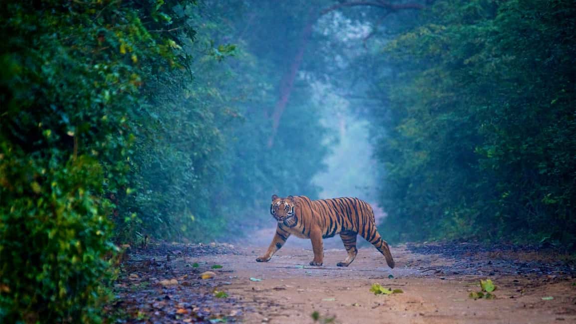 2-Day Agra and Ranthambore Tour from Delhi - Key Points