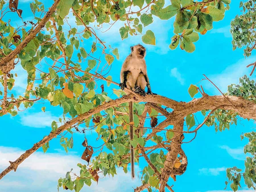 Phuket: Early Speedboat to Phi Phi, Bamboo, Snorkel & Lunch - Snorkeling and Marine Life Encounters